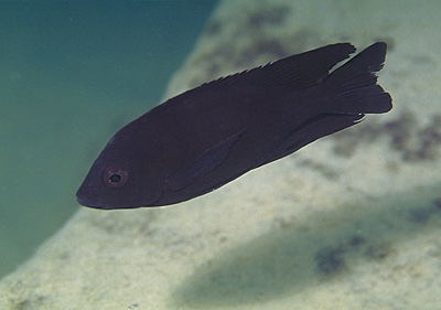 Copadichromis melas 'Mala Point'